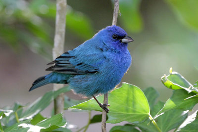 Indigo Bunting