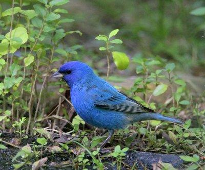 Indigo Bunting