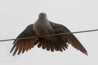Mississippi Kite Drying its Wings after a Rain