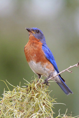 Eastern Bluebird