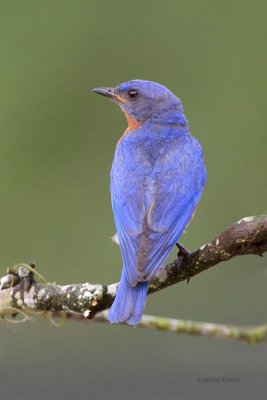 Eastern Bluebird