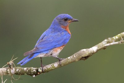 Eastern Bluebird