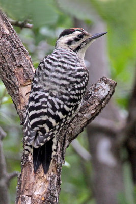 Ladder-backed Woodpecker