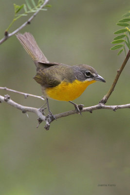 Yellow-breasted Chat