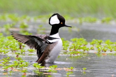 Hooded Merganser