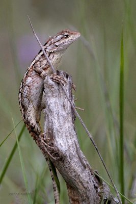 Texas Spiny Lizard