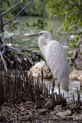 Great White Heron