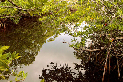 Mangrove Reflections