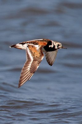 Ruddy Turnstone