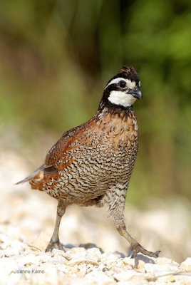 Northern Bobwhite
