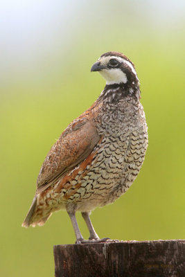 Northern Bobwhite