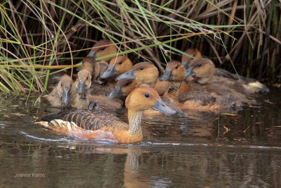 Fulvous Whistling Ducks