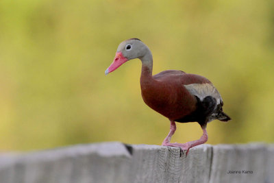 Black-bellied Whistling Duck