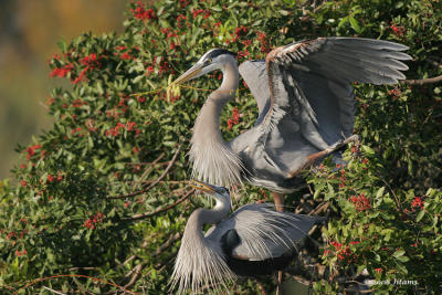 Great Blue Heron Stick Presentation