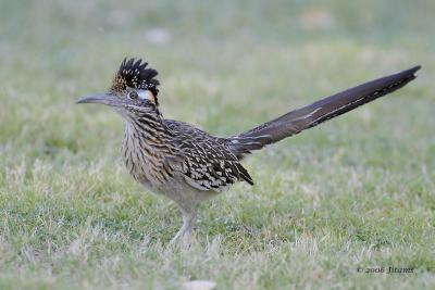 Greater Roadrunner 