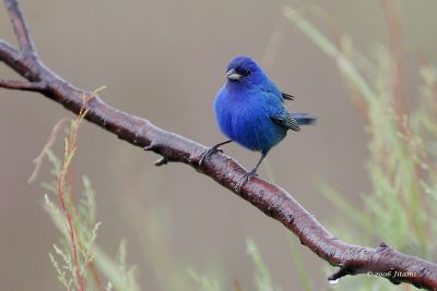 Indigo Bunting