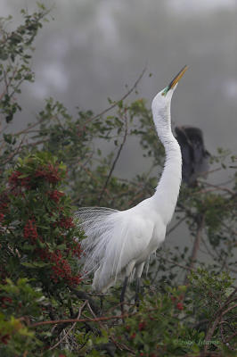 Great Egret