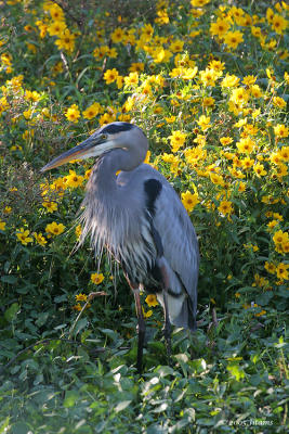 Great Blue Heron