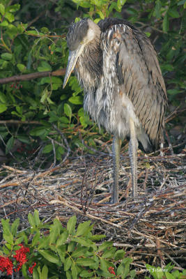 Great Blue Heron Growing Chick