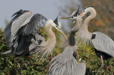 Great Blue Heron Competing for Mate