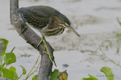 Green Heron