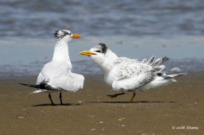 Royal Tern and Chick  (right)