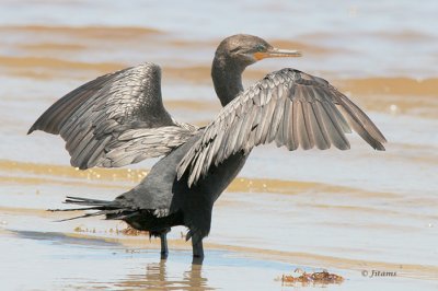 Neotropic Cormorant