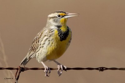 Western Meadowlark
