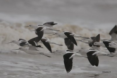 American Avocet