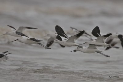 American Avocet