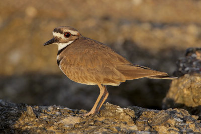 Kildeer