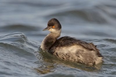 Eared Grebe