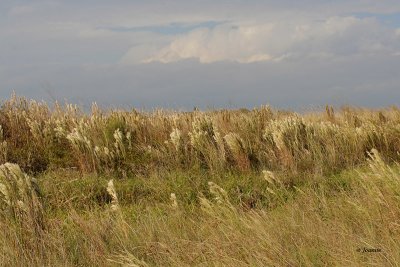 Prairie