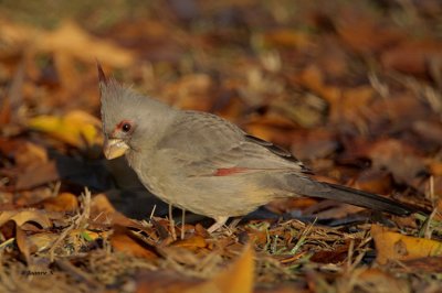 Pyrrhuloxia