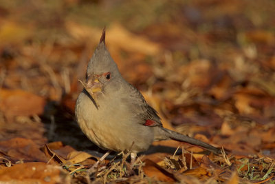 Pyrrhuloxia