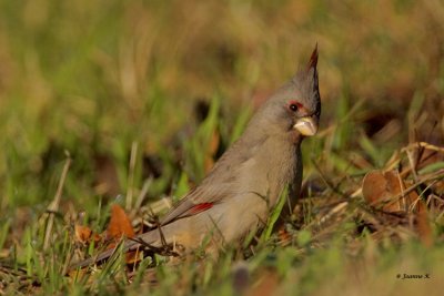 Pyrrhuloxia