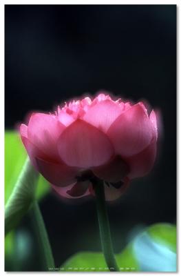 Lotus - 䤽