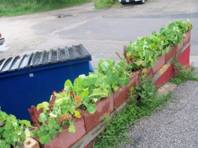 potager15.jpg
