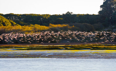 Elkhorn Slough