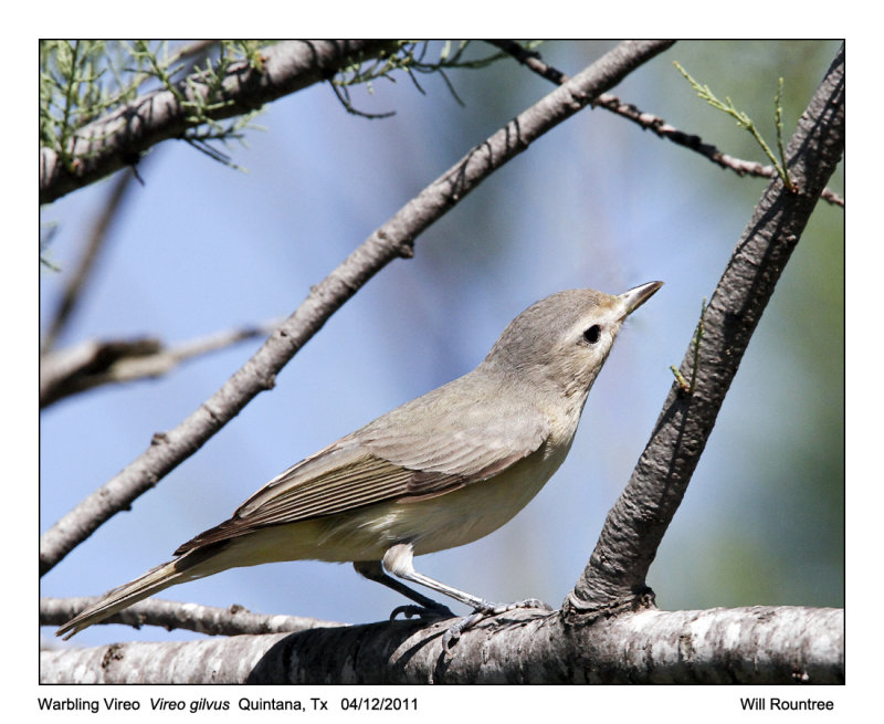 IMG_5254_WarblingVireo_11x100.jpg