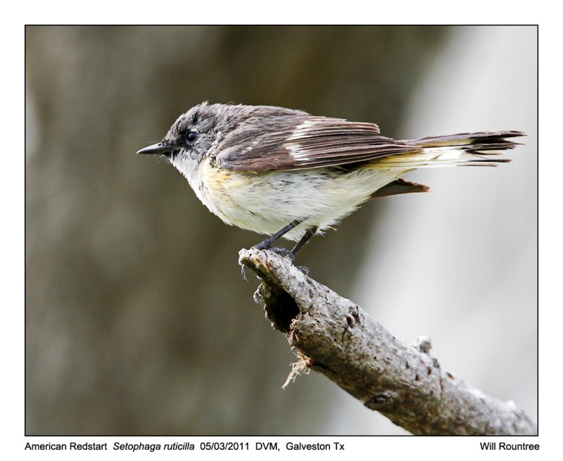 IMG_2955_AmRedstart_11x100.jpg