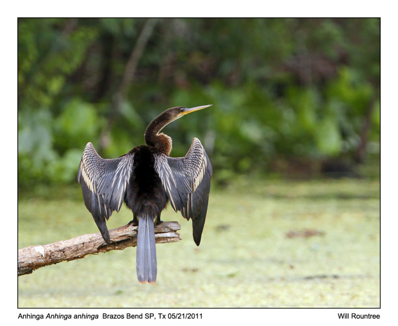 IMG_1260_Anhinga_11x100.jpg