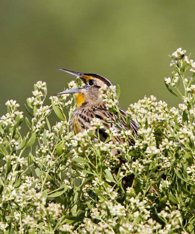 _MG_9348_EMeadowlark.jpg