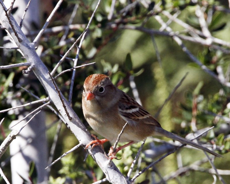 _MG_0442_FieldSparrow.jpg