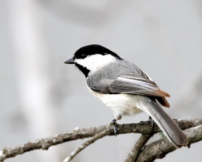 IMG_3851_Chickadee_10x100.jpg