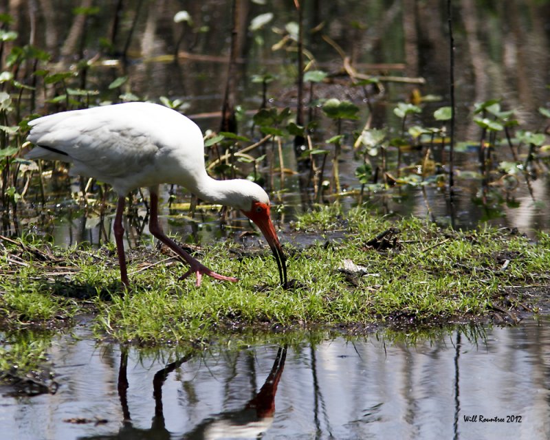 IMG_6499_WhiteIbis_10x100.jpg