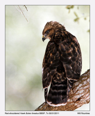 IMG_3629_RedshoulderHawk_11x100.jpg