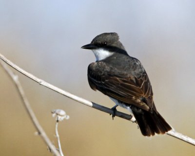 _MG_6915_EastrnKingbird.jpg