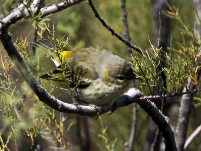 _MG_0341_YellowRumpWarb.jpg