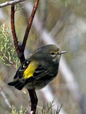 _MG_0347_YellowRumpWarb.jpg